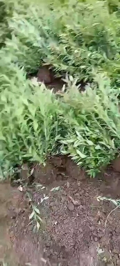 ì