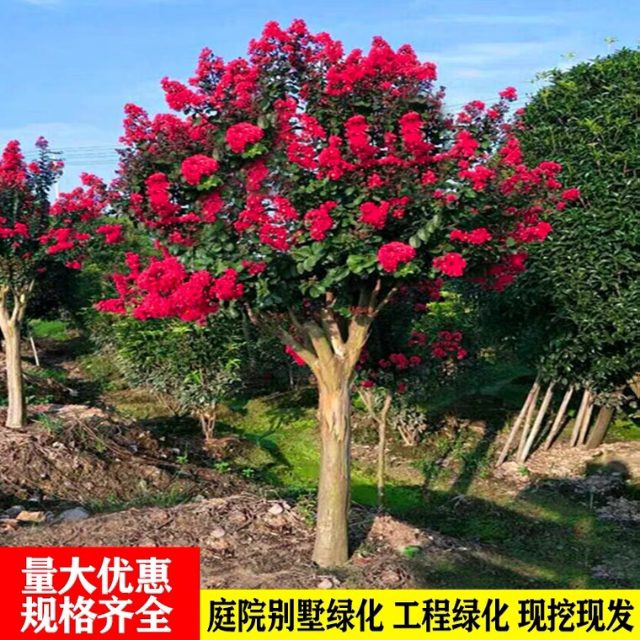 ������ޱ