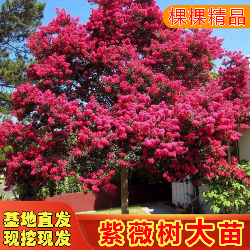 ������ޱ