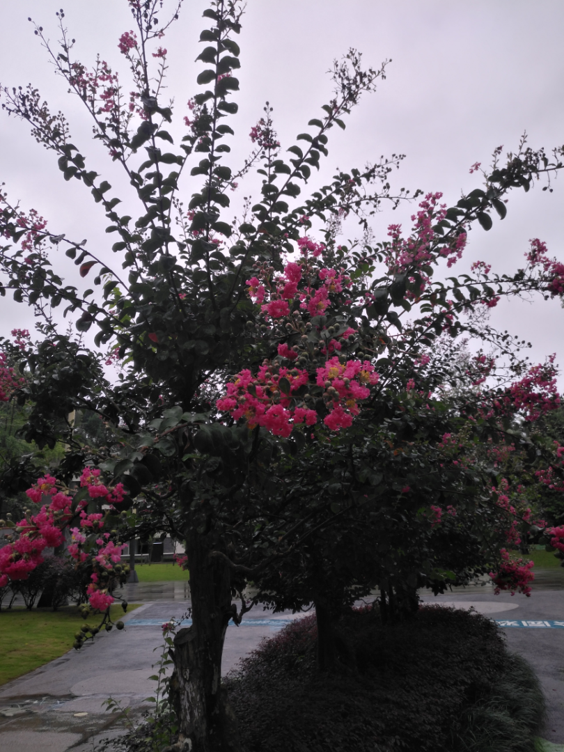 ������ޱ