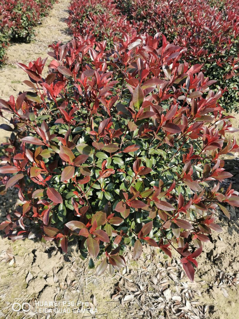 Ҷʯ