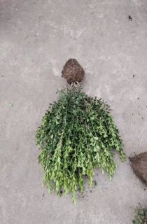 ӻ