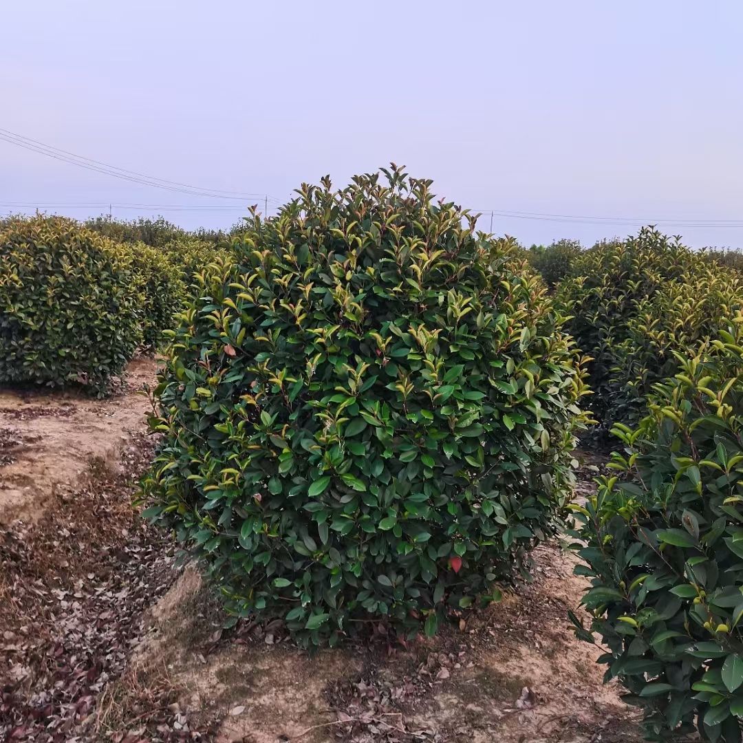 Ҷʯ