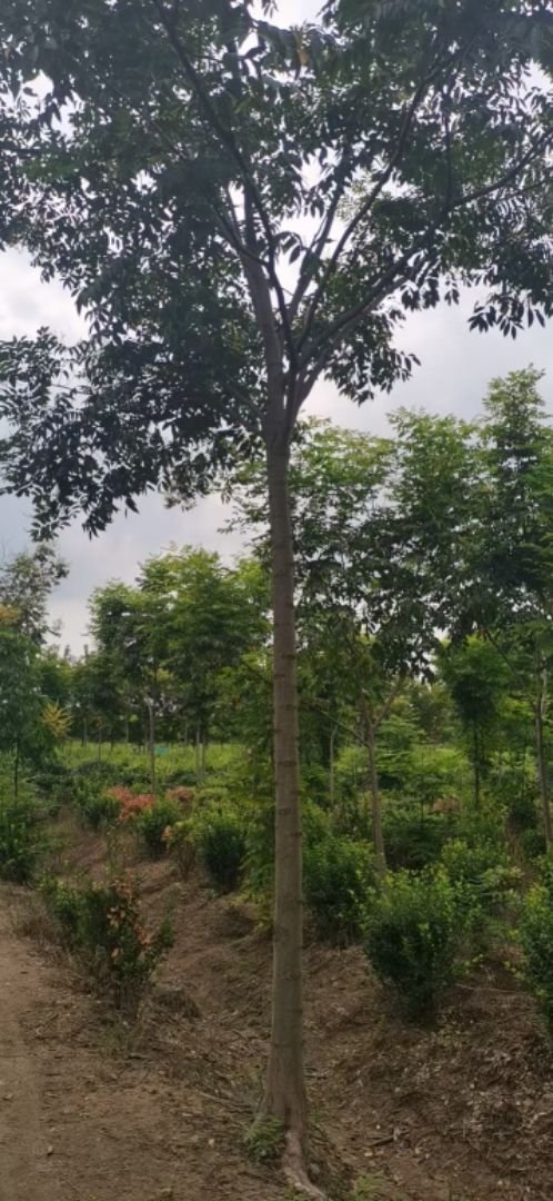 ��ɽ����