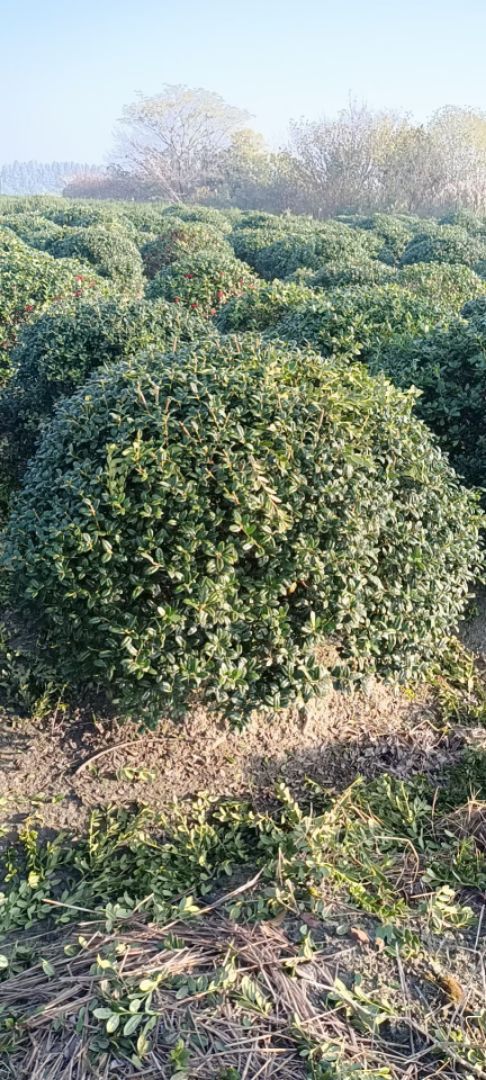 �޴��۹���