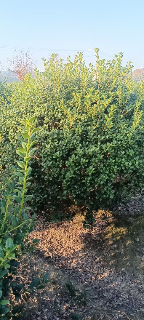 �޴��۹���