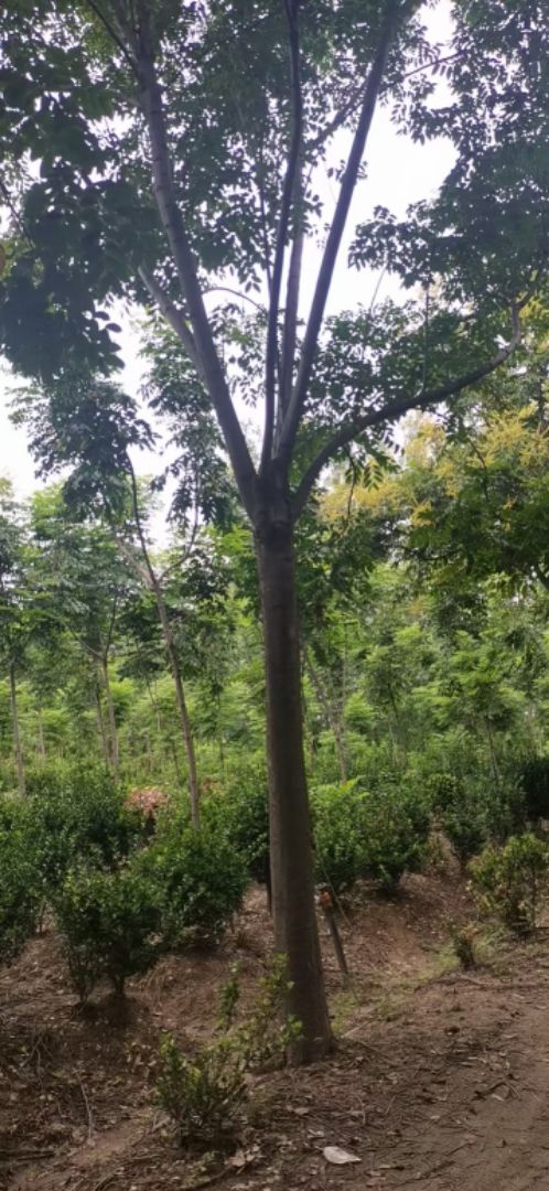 ��ɽ����