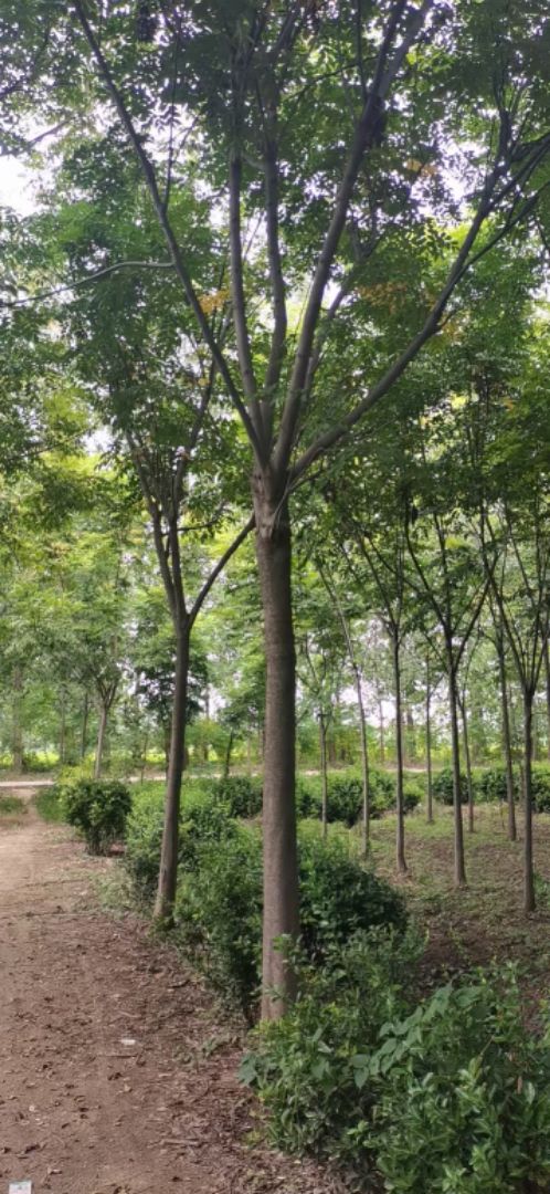 ��ɽ����