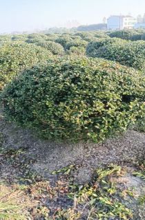 �޴��۹���