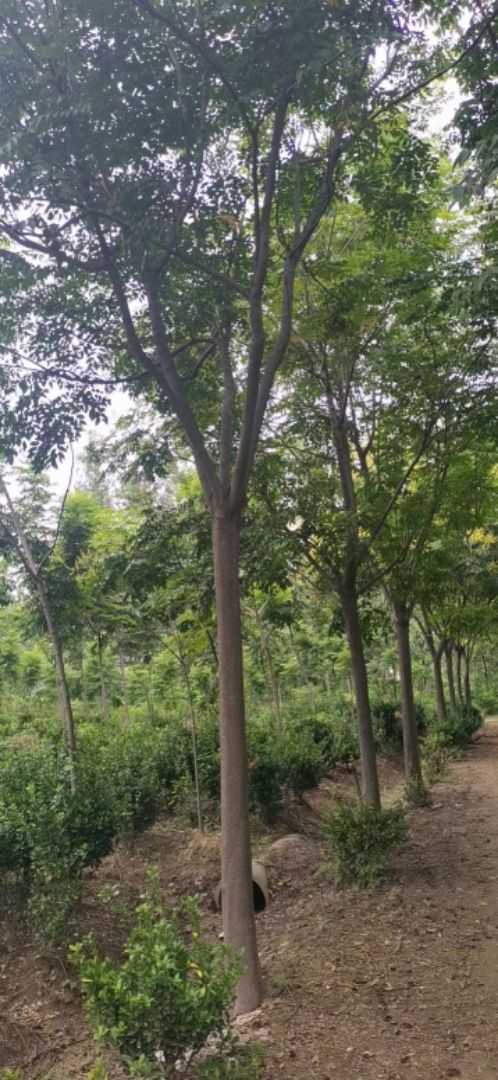 ��ɽ����