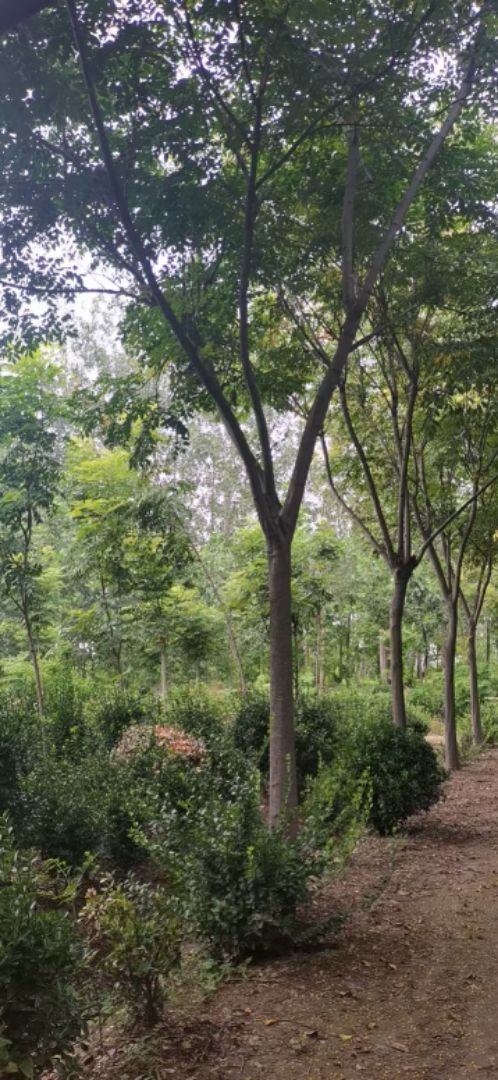 ��ɽ����