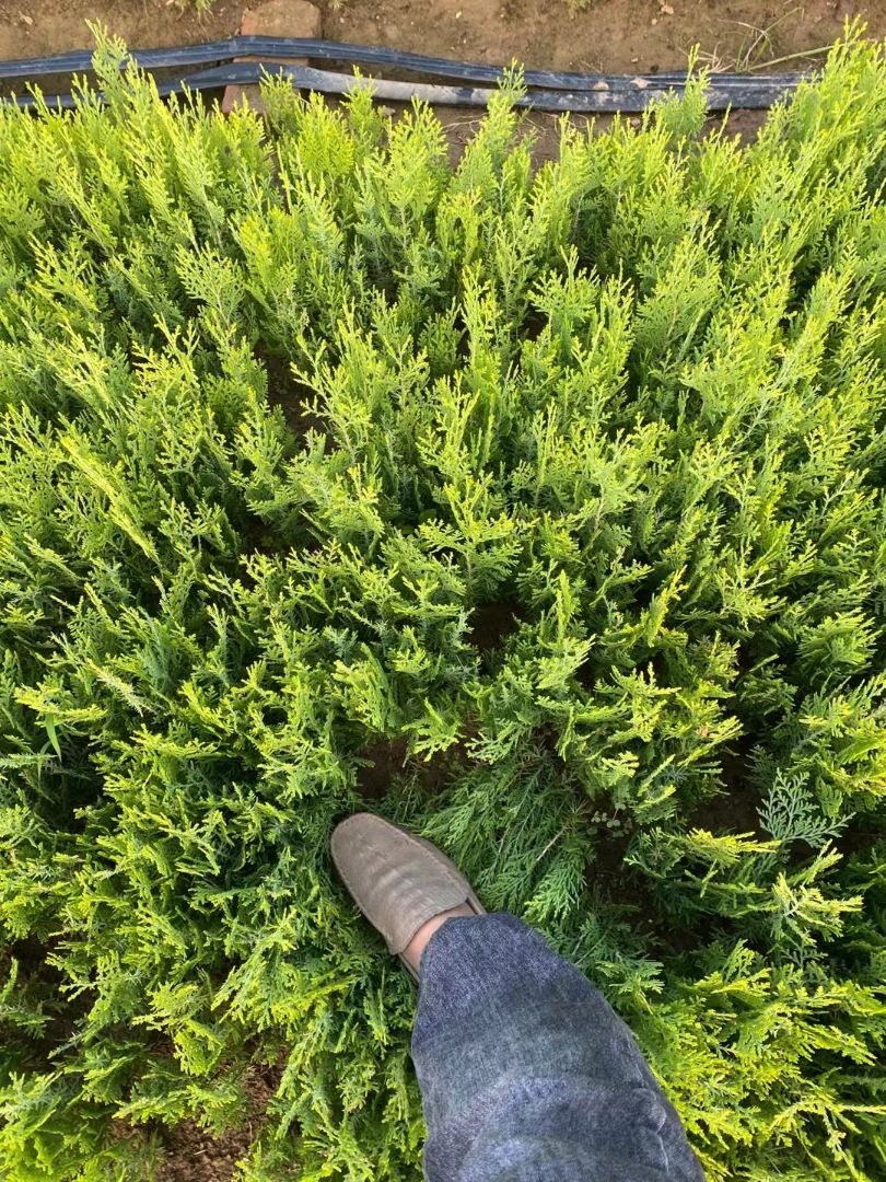 ӻ