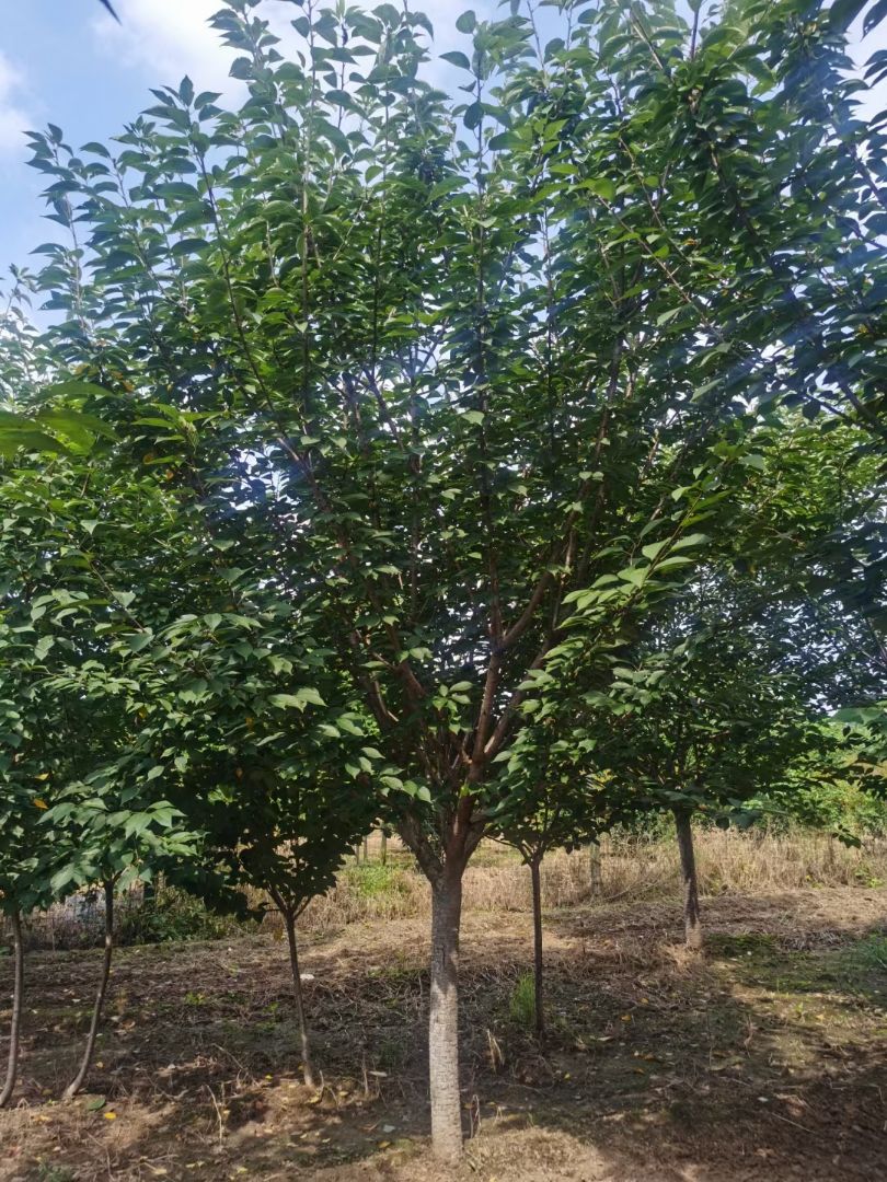 ӣ
