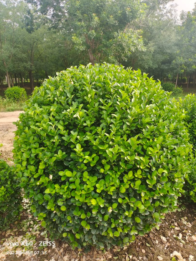 ì