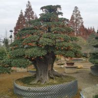 ���ͽ���