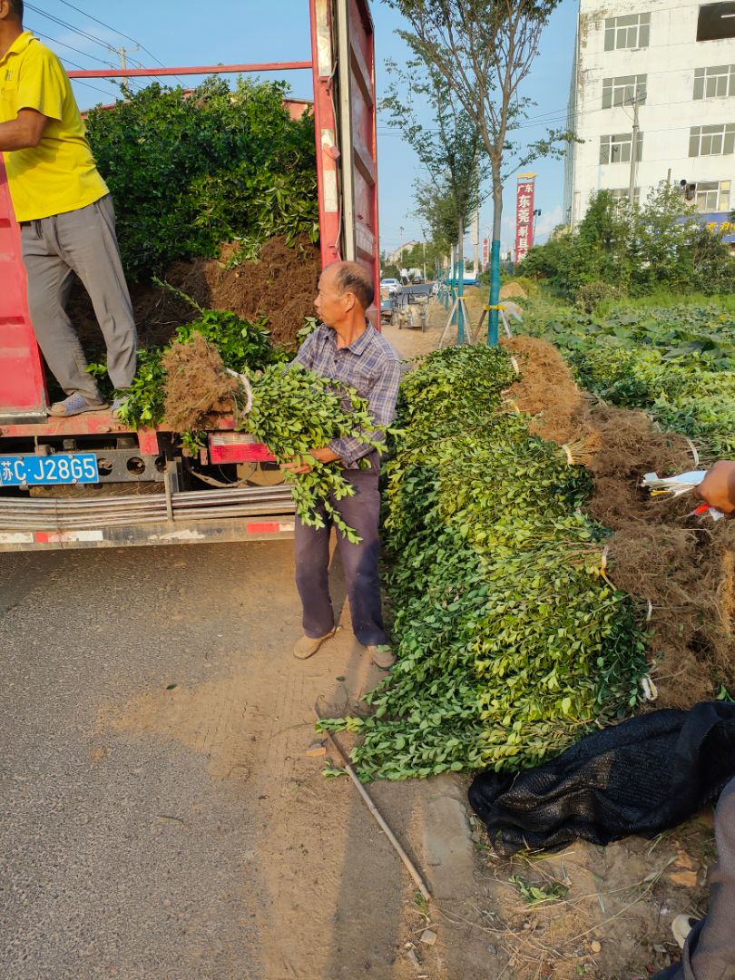 ��Ҷ����