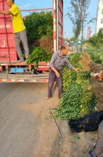 ��Ҷ����