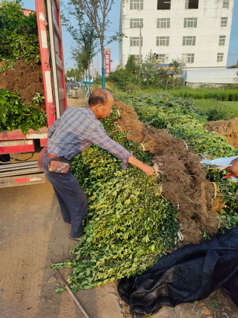 ��Ҷ����