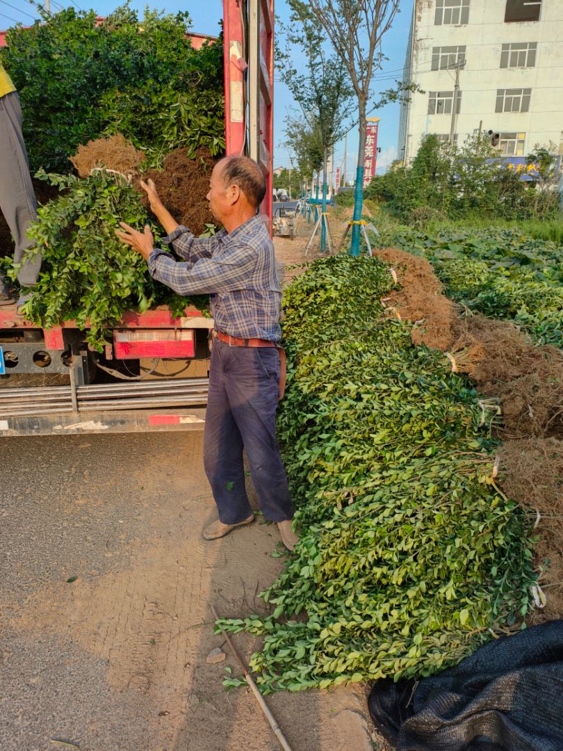 ��Ҷ����