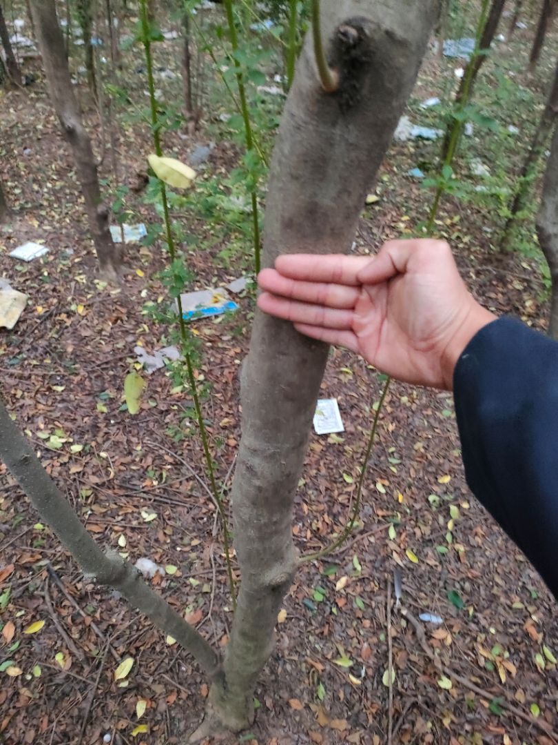 СҶŮ