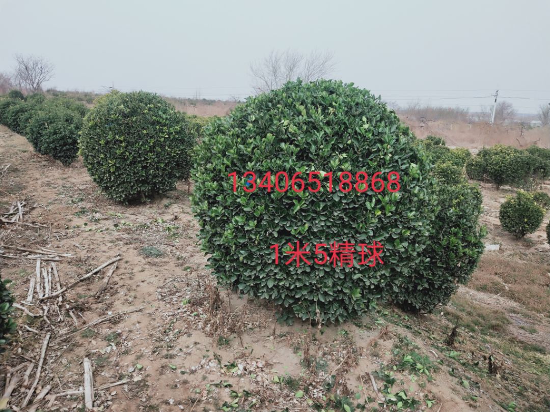 ��Ҷ����