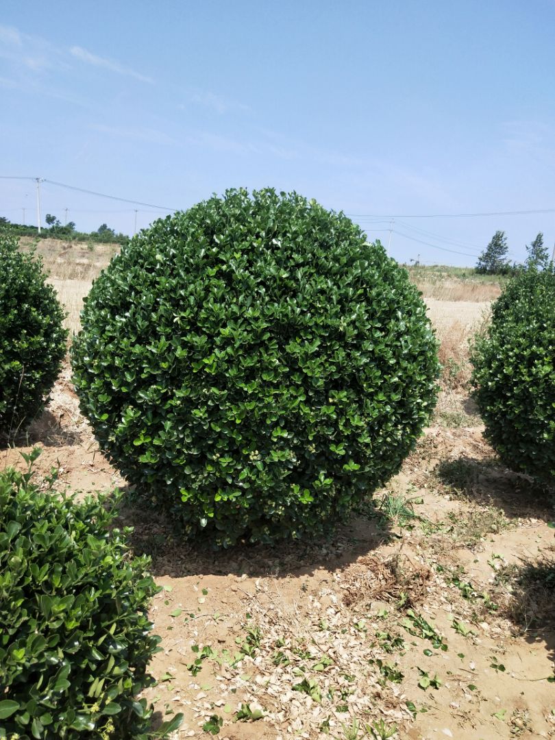 ��Ҷ����