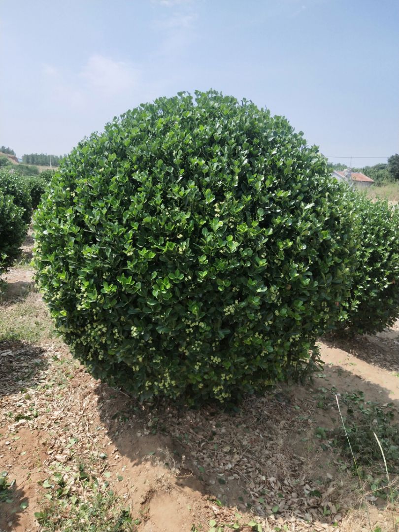 ��Ҷ����