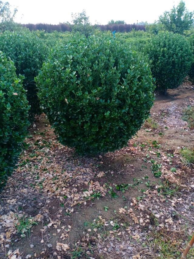 ��Ҷ����