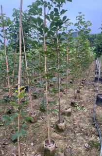 �ƻ�����ľ