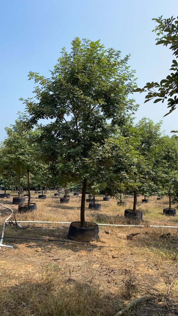 �ƻ�����ľ