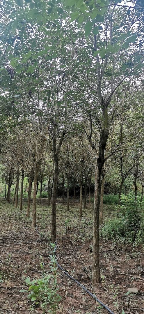 �ƻ�����ľ