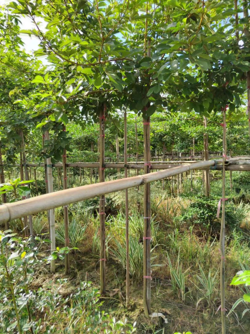 �ƻ�����ľ