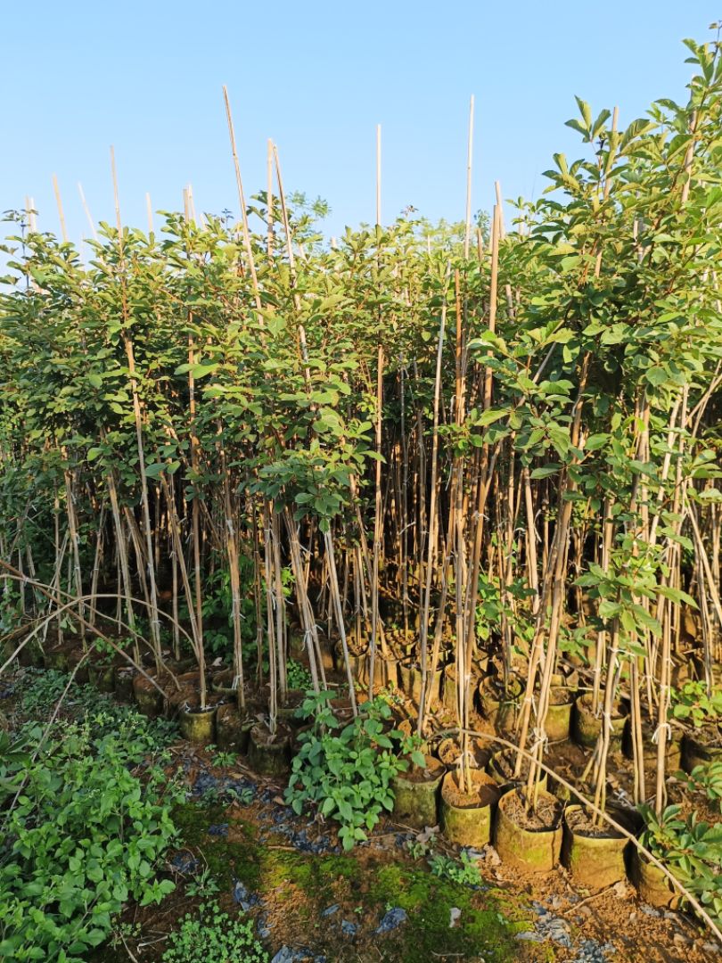 �ƻ�����ľ