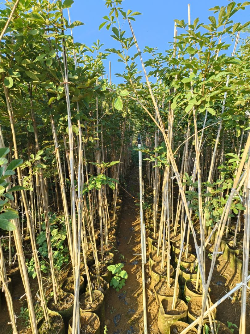 �ƻ�����ľ