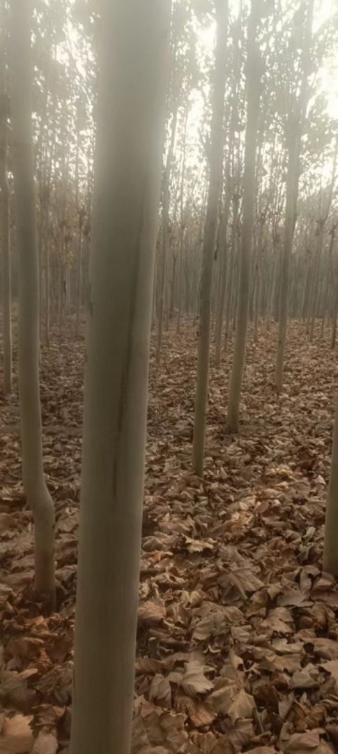 ͩ