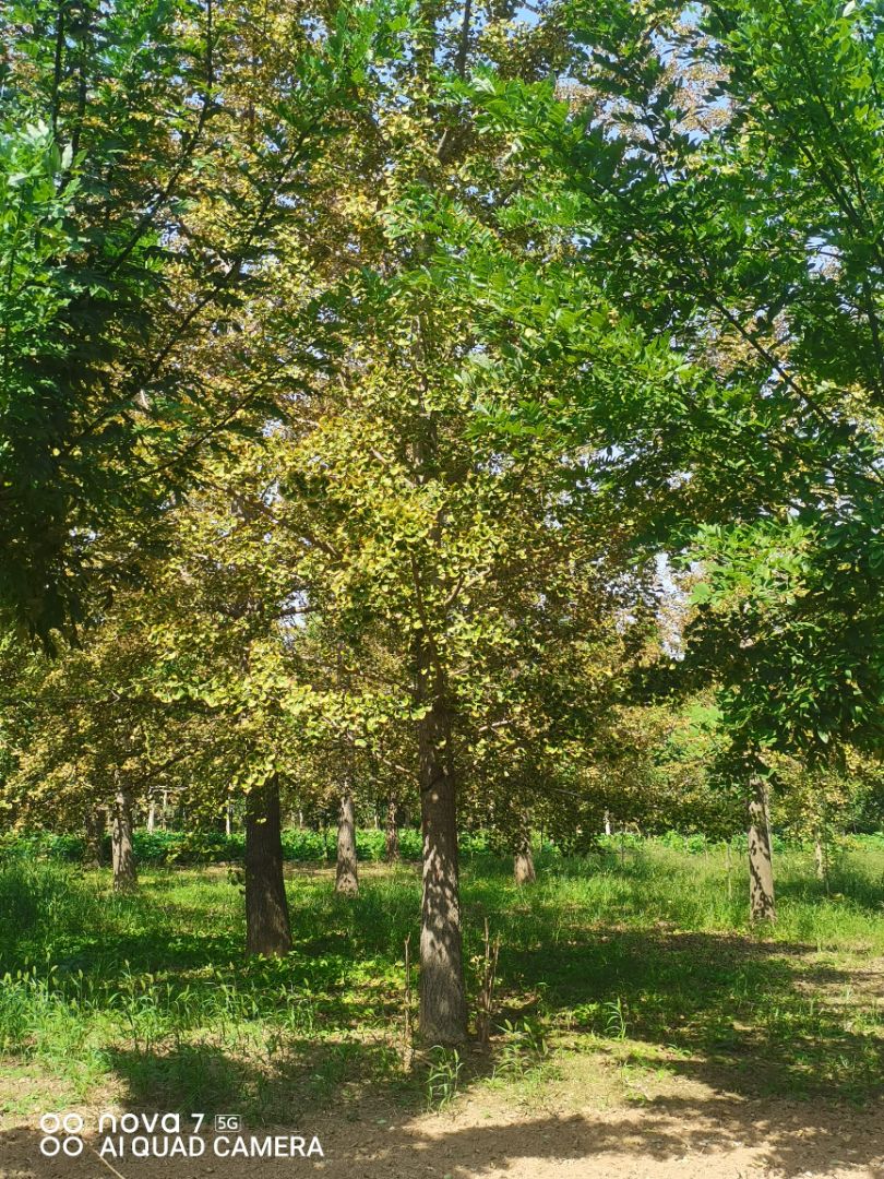 Ҷ