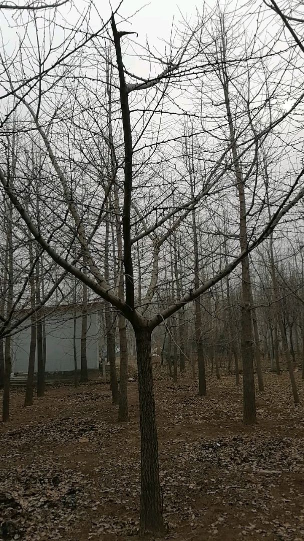 ޽
