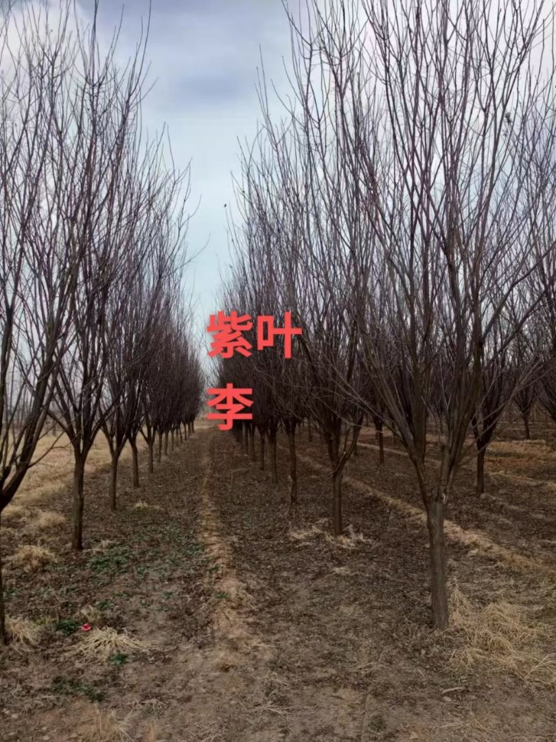 Ҷ