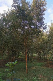 �ƻ�����ľ