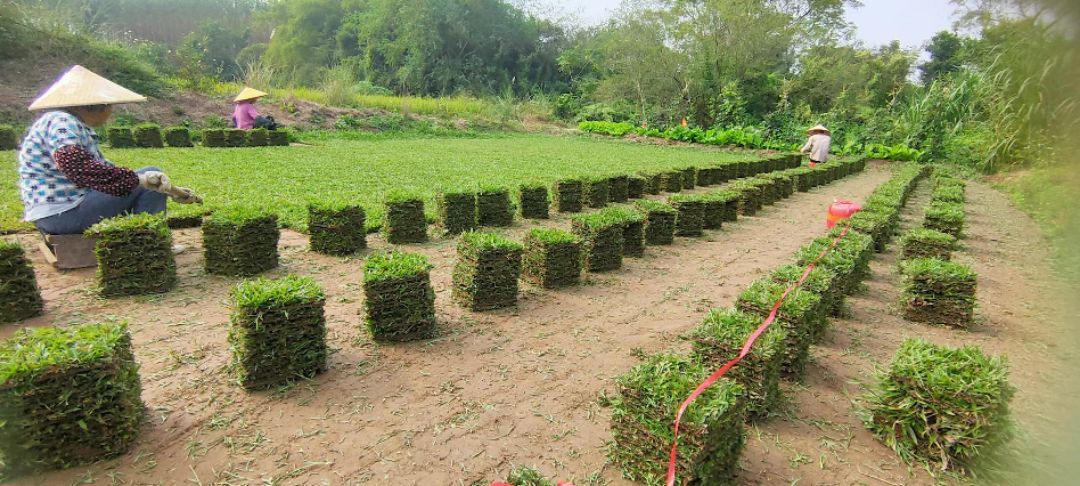 东莞大叶油草皮基地图片