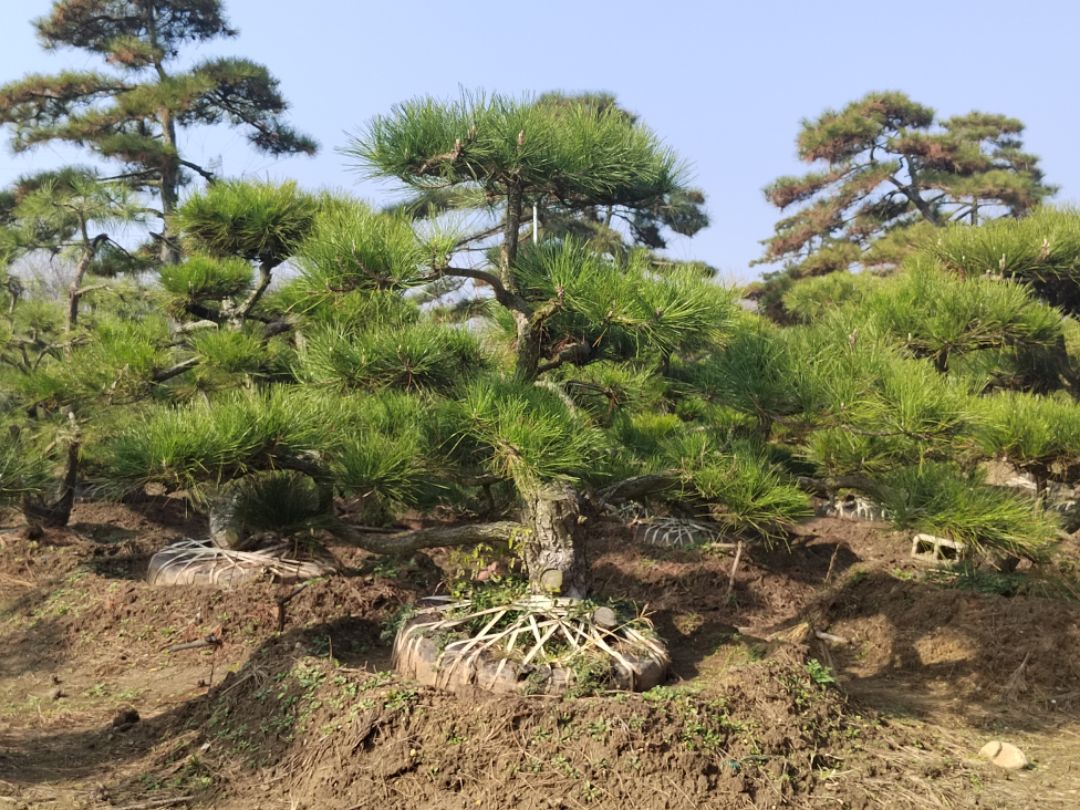 山东造型松树联系方式图片