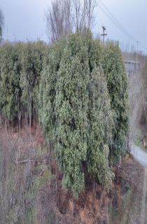 Ҷʯ