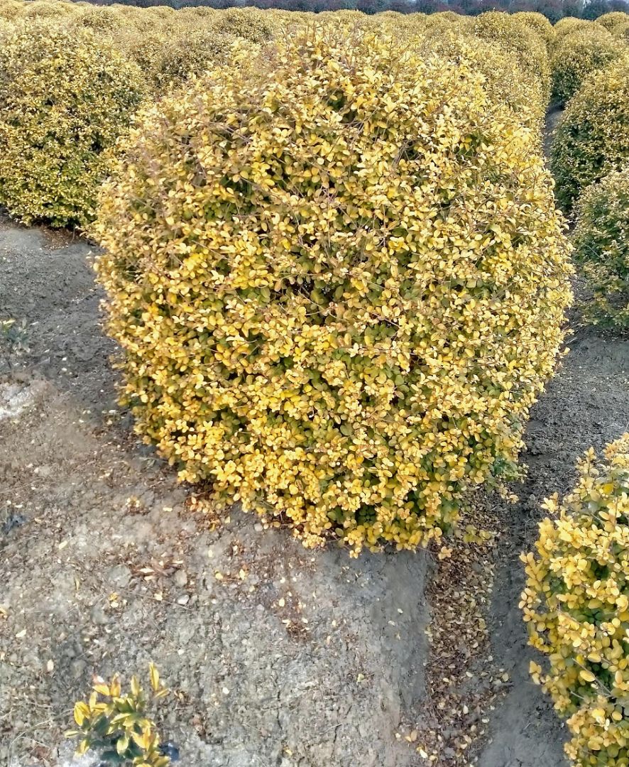 Ů