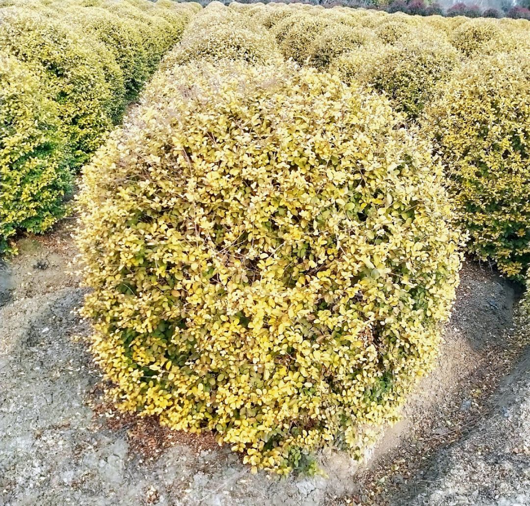 Ů