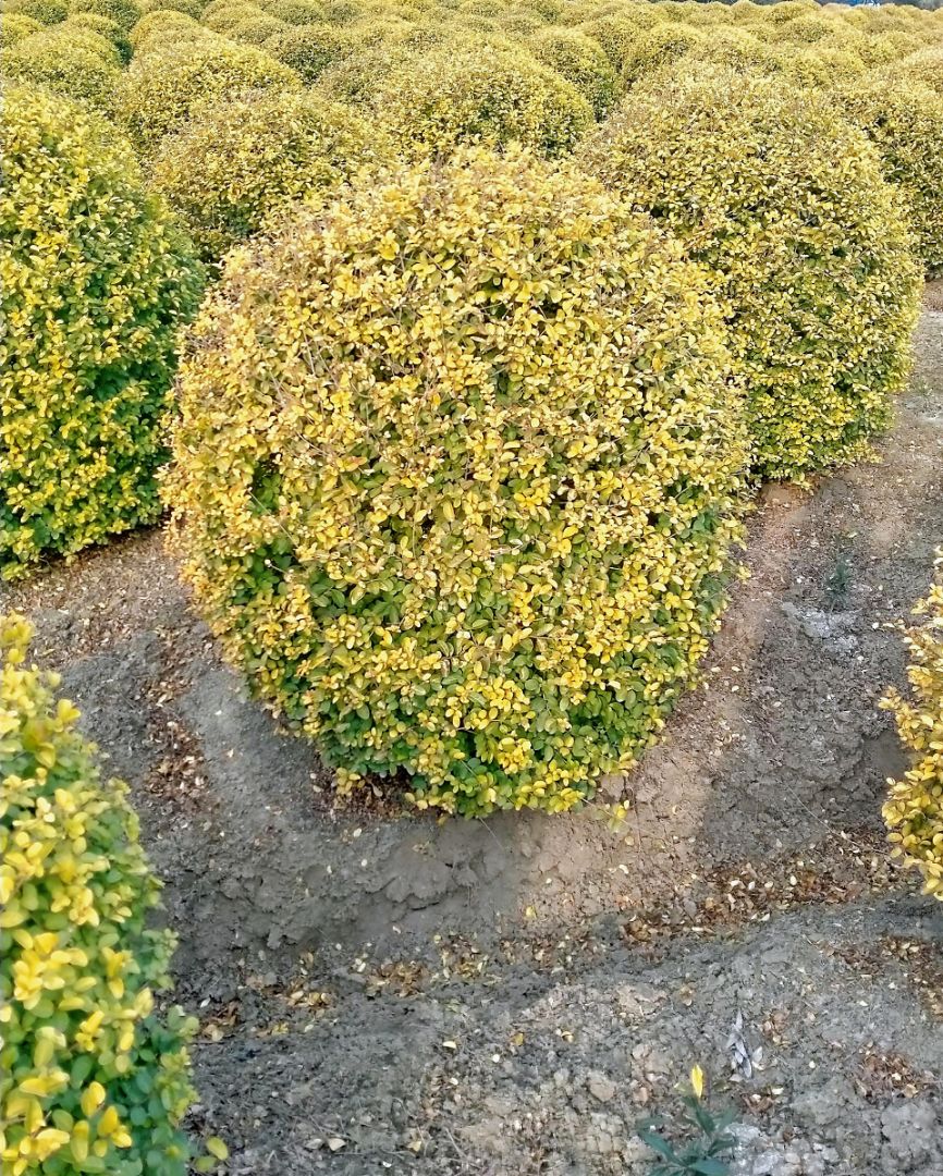 Ů