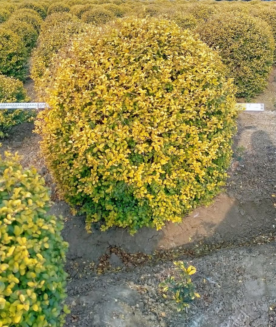 Ů