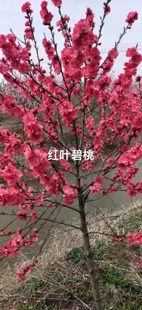÷
