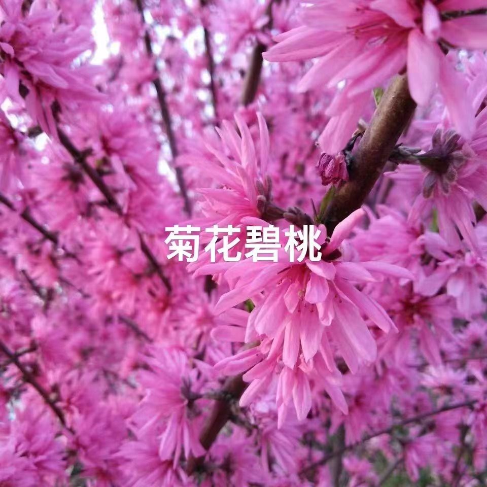 ÷