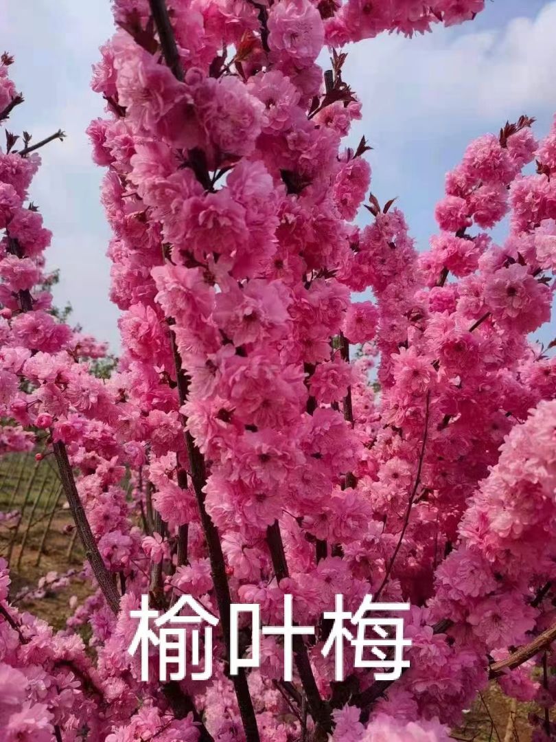Ҷ÷