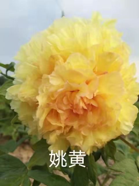 ĵ